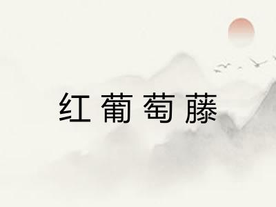 红葡萄藤 红葡萄藤