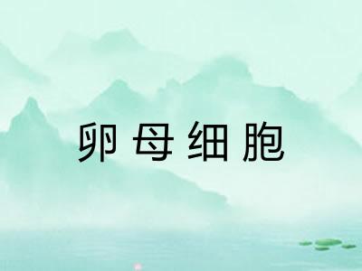 卵母细胞