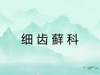 细齿藓科