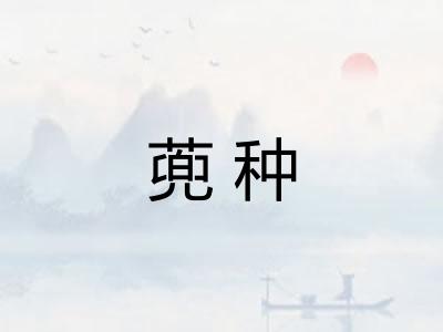 蔸种 蔸种