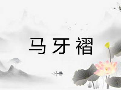 马牙褶