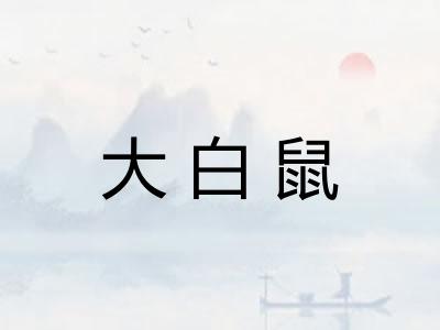 大白鼠
