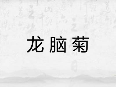 龙脑菊 龙脑菊