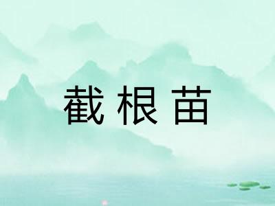 截根苗 截根苗