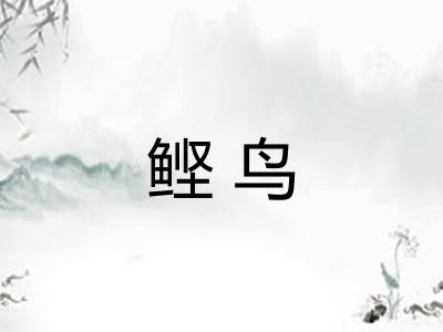 鲣鸟 鲣鸟