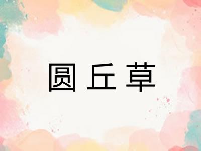 圆丘草