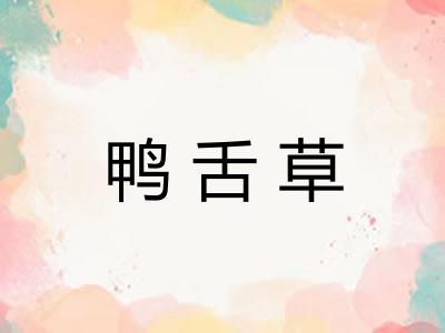 鸭舌草
