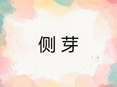侧芽