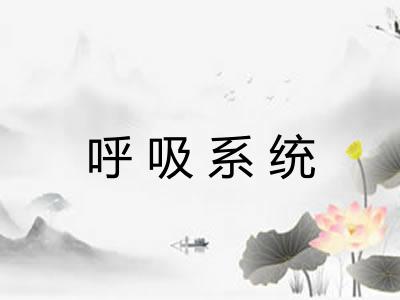呼吸系统 呼吸系统