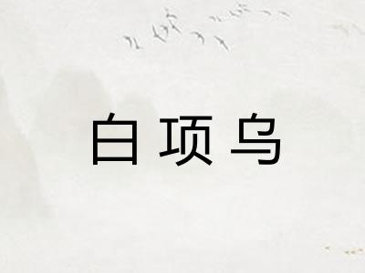 白项乌 白项乌