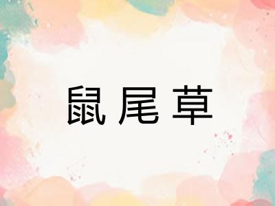 鼠尾草