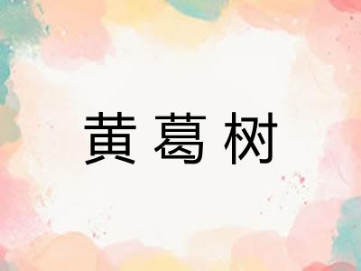 黄葛树