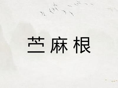 苎麻根
