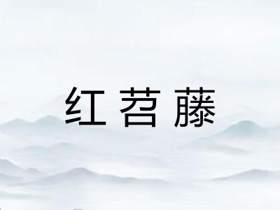 红苕藤 红苕藤