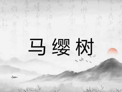 马缨树