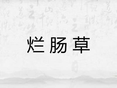 烂肠草