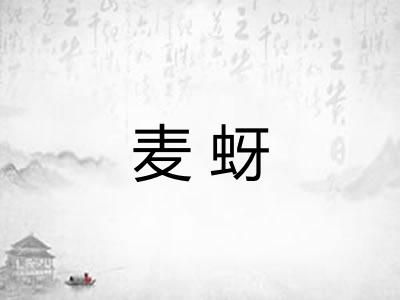 麦蚜