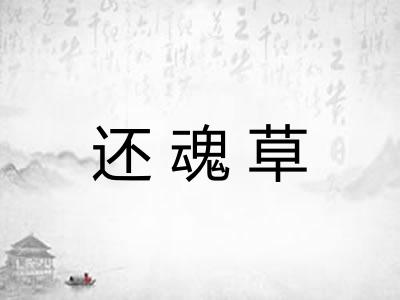 还魂草 还魂草