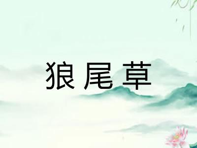 狼尾草