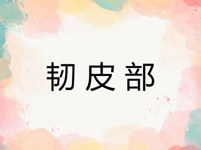韧皮部