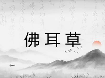 佛耳草
