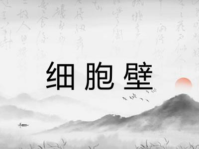 细胞壁