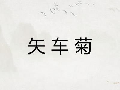 矢车菊 矢车菊