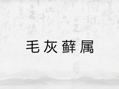 毛灰藓属