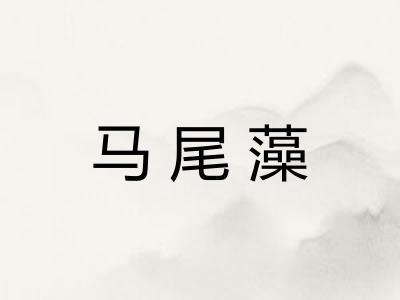 马尾藻