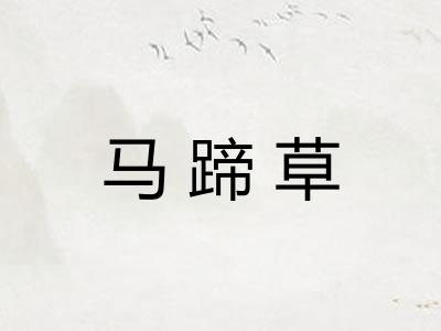 马蹄草