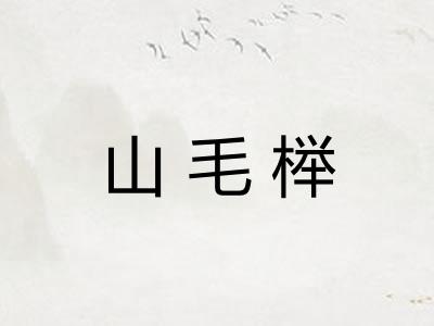 山毛榉