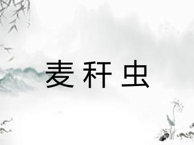 麦秆虫 麦秆虫