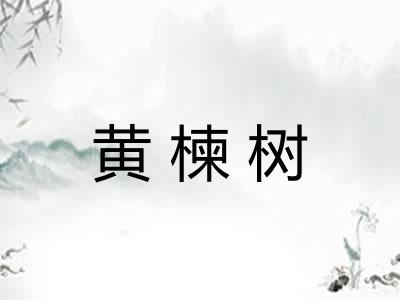黄楝树 黄楝树