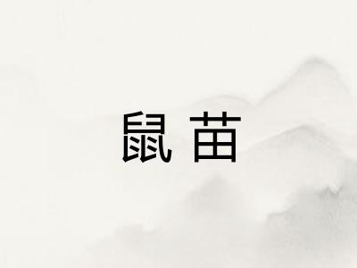 鼠苗 鼠苗
