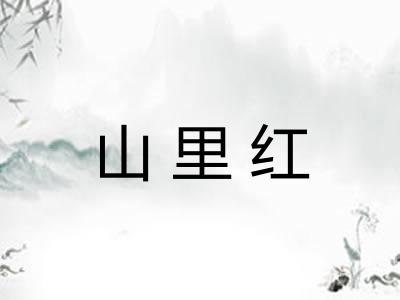 山里红 山里红