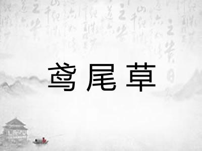 鸢尾草 鸢尾草