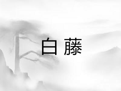 白藤