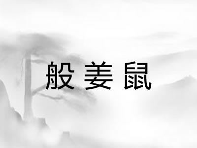 般姜鼠