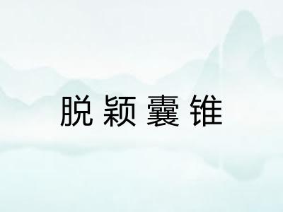 脱颖囊锥