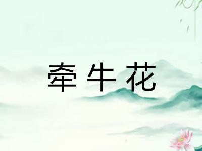 牵牛花 牵牛花