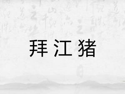 拜江猪 拜江猪