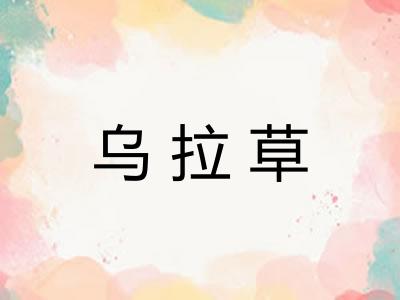 乌拉草