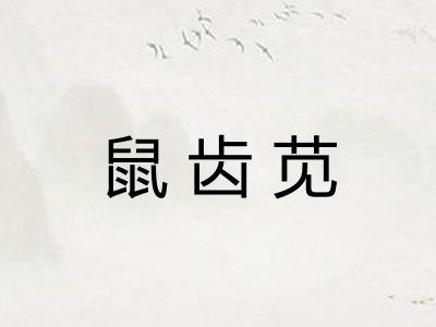 鼠齿苋