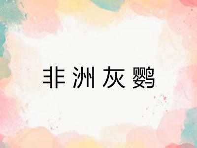 非洲灰鹦