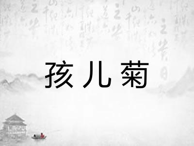 孩儿菊