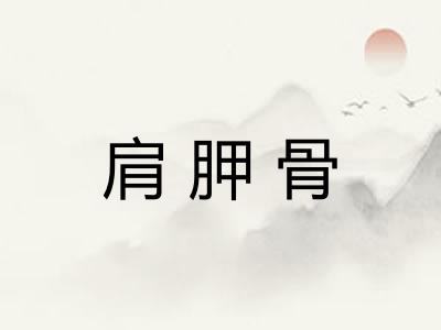 肩胛骨 肩胛骨