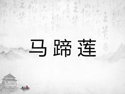 马蹄莲 马蹄莲