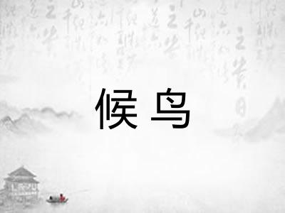 候鸟 候鸟