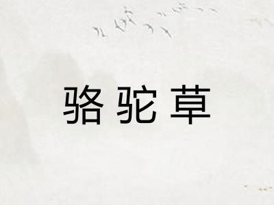 骆驼草 骆驼草