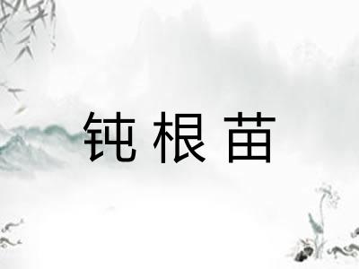 钝根苗 钝根苗